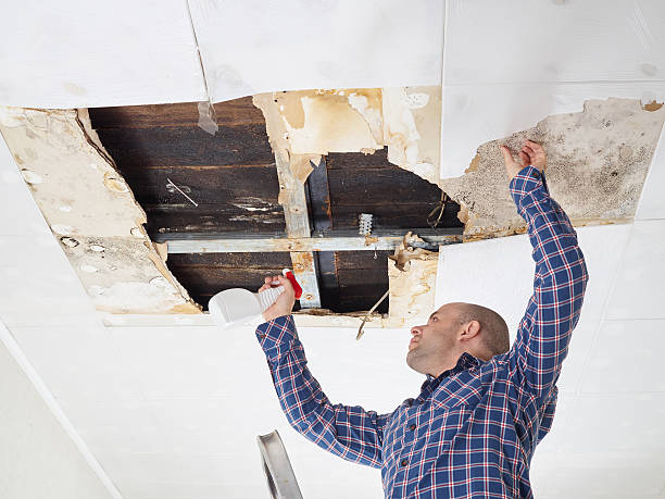 Why You Should Choose Our Mold Remediation Services in Goose Creek, SC